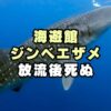 【なぜ】海遊館ジンベエザメ海くん死ぬ！放流はかわいそう？