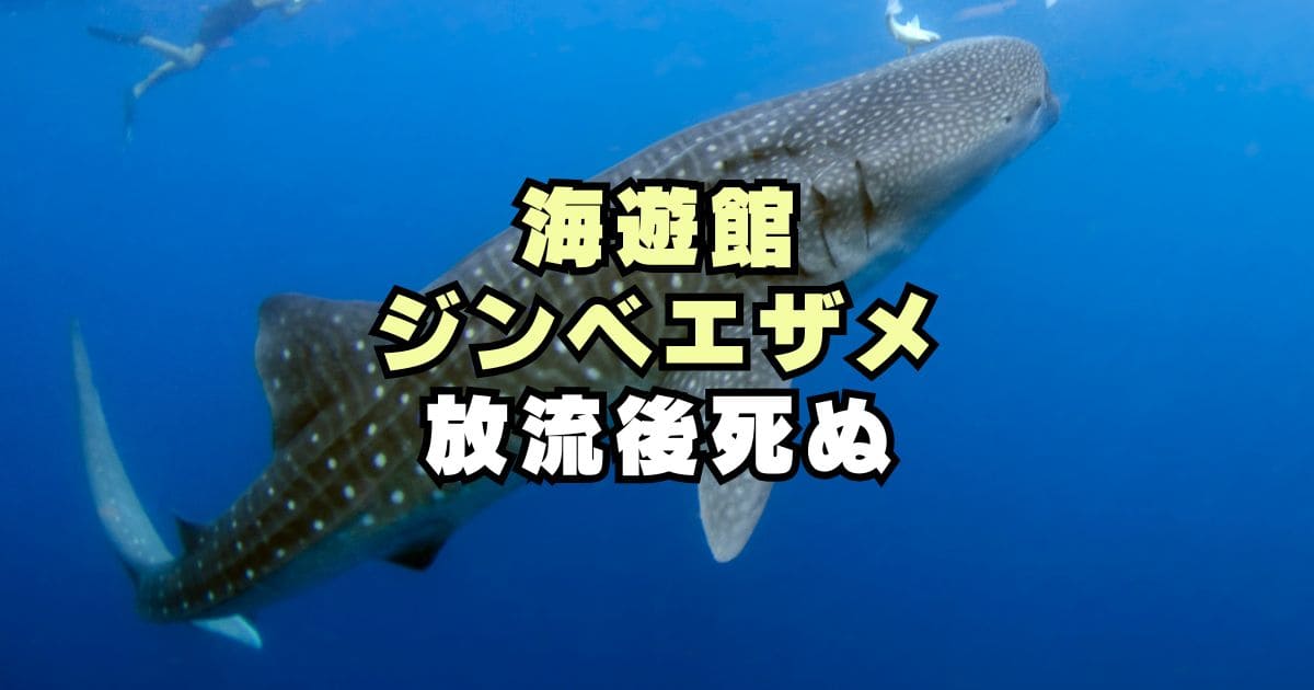 【なぜ】海遊館ジンベエザメ海くん死ぬ！放流はかわいそう？