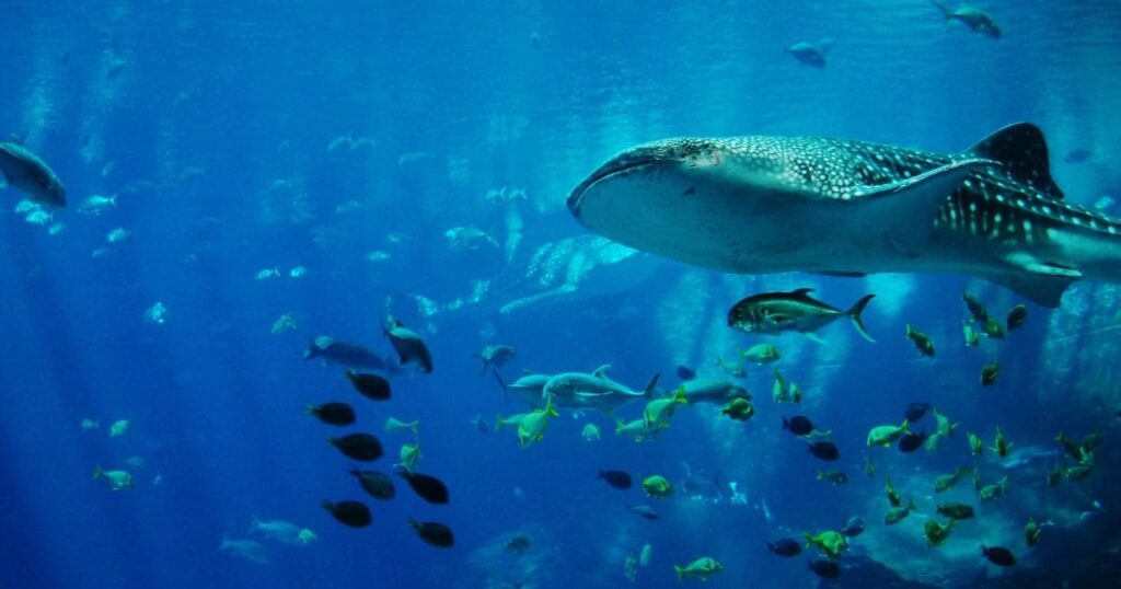 水族館のイメージ