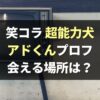 【超能力犬】笑コラ アドくんがかわいい！犬種,年齢,声優は？